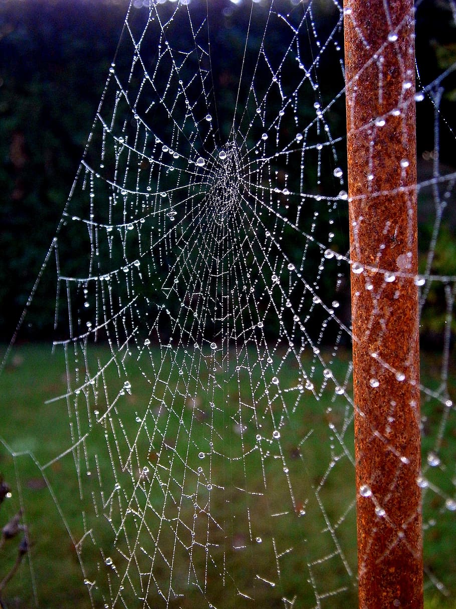 Cobweb Web Dew Drip Sparkle Autumn Beaded Drop Of Water Nature