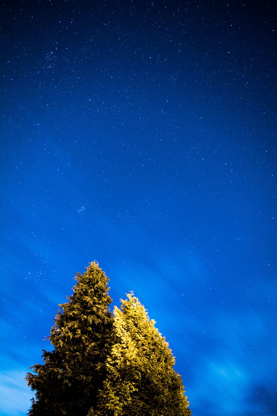 árvore, planta, natureza, azul, céu, escuro, noite, estrela - espaço, astronomia, espaço
