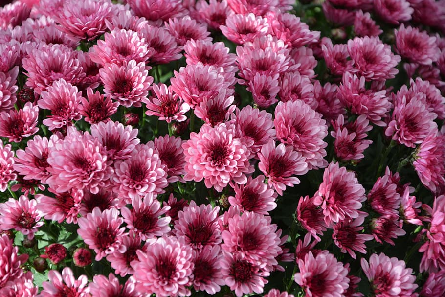 mums, flowers, colors, pink purple, flowers flowers, nature, toussaint, botany, flowers fall, flowering