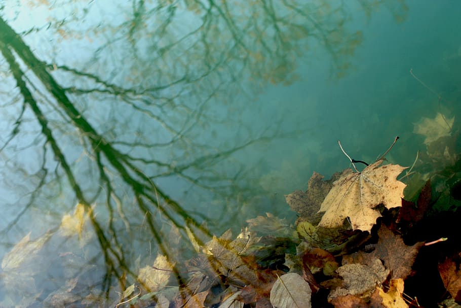 marrón, seco, hoja de arce, agua, hojas, sombra, reflexión, sumergido, otoño, naturaleza