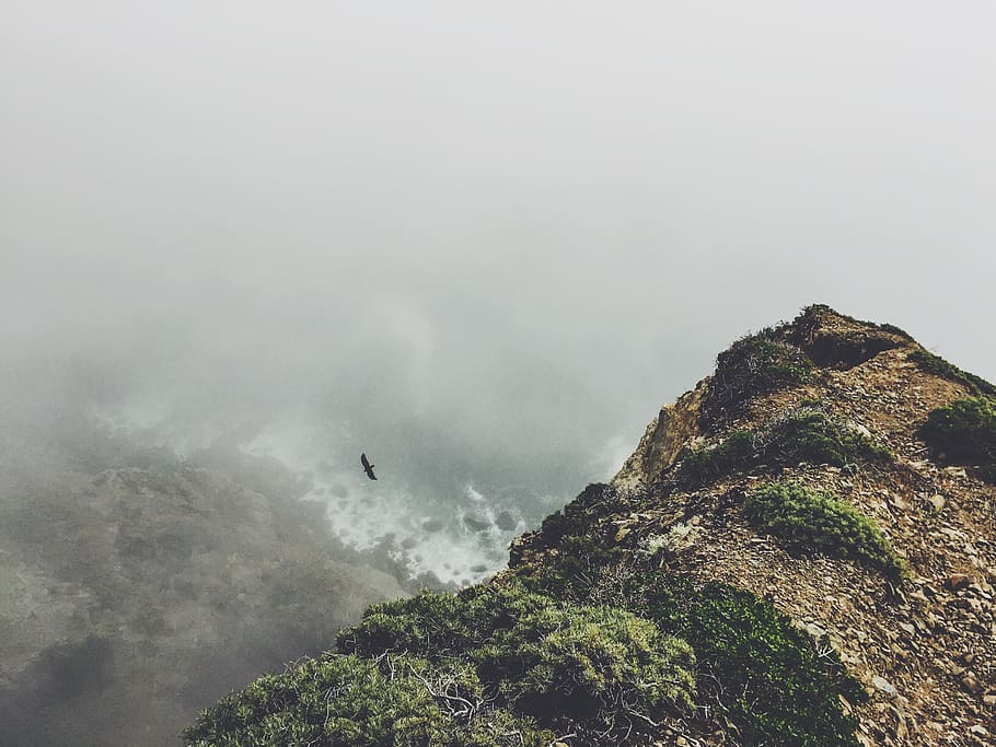 cliff, coast, fog, bird, flying, nature, outdoors, shore, ocean, sea