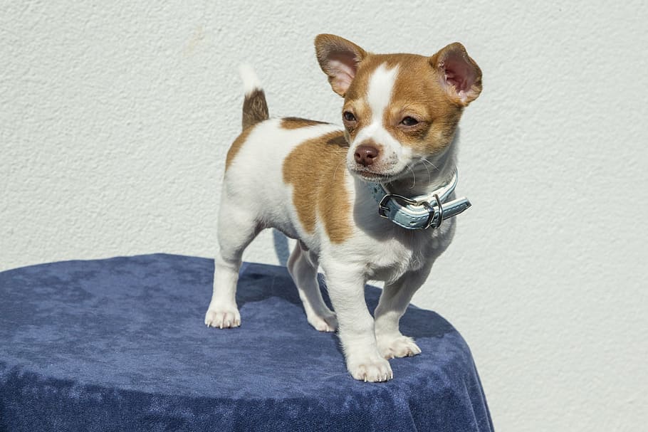 smooth, tan, white, chihuahua, wearing, blue, leather collar, stands, top, table