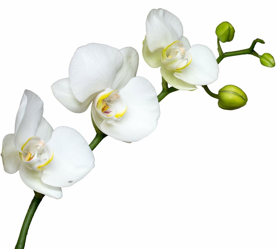 flor blanca, flor, macro, orquídea, floración, fondo blanco, corte, color blanco, naturaleza, fragilidad