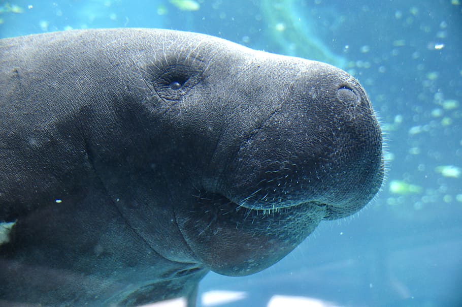 gray dugong, manatee, animal, water, blue, underwater, aquarium, sea, ocean, meeresbewohner