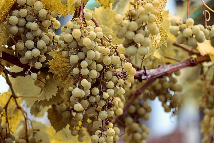 grapes, vines, mature, green, winegrowing, grape varieties, shades of green, wine, vine, berries