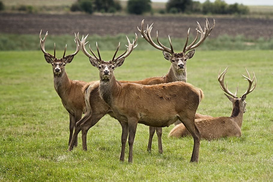 four, brown, deer, field, daytime, european deer, hart, animal, antlers, nature