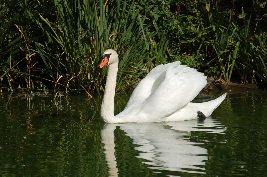 swan, birds, waterfowl, feathers, plumage, elegant, royal swan, water, bird, lake