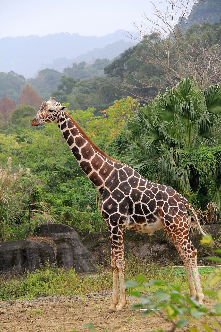 giraffe, unicorn, zoo, spot, bulk, high, woodland, pee, urine, nature