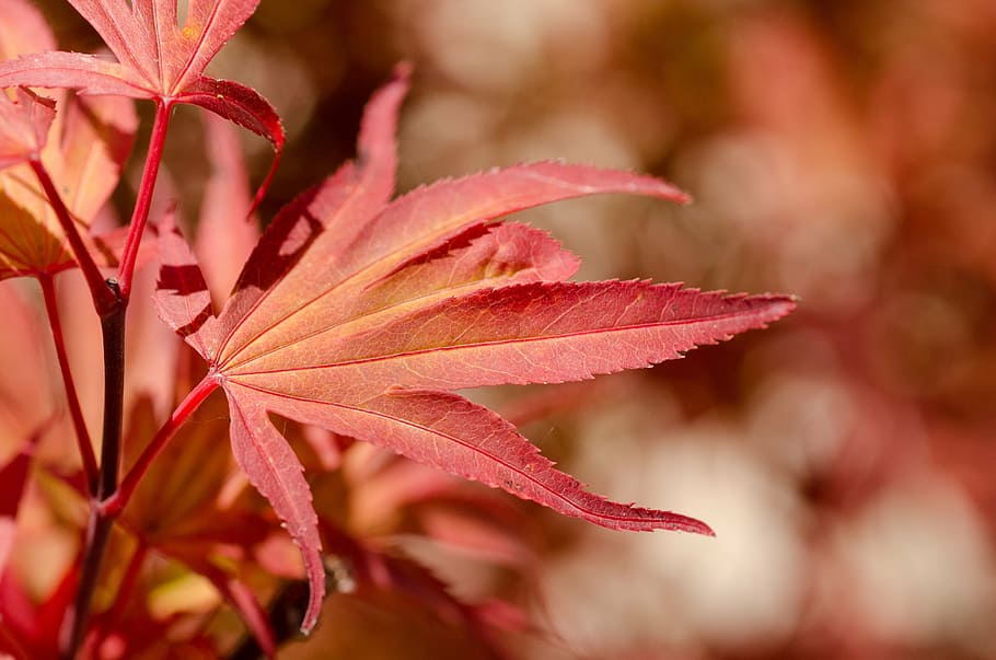 fotografi selektif, fokus, daun maple, maple, merah, jepang, pohon, daun, musim gugur, musim