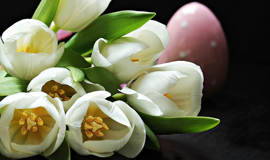 micro, lens photography, white, flowers, tulips, tulipa, easter egg, pink easter egg, pink, schnittblume