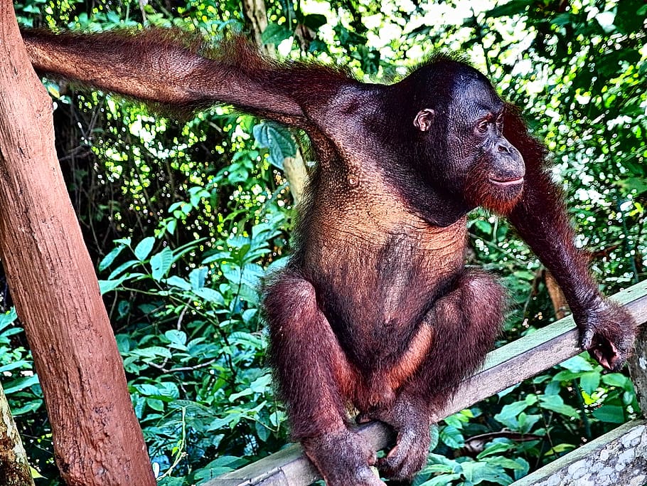 orangotango, macaco, selva, árvores, rosto, cabelo, selvagem, olhar, floresta, natureza
