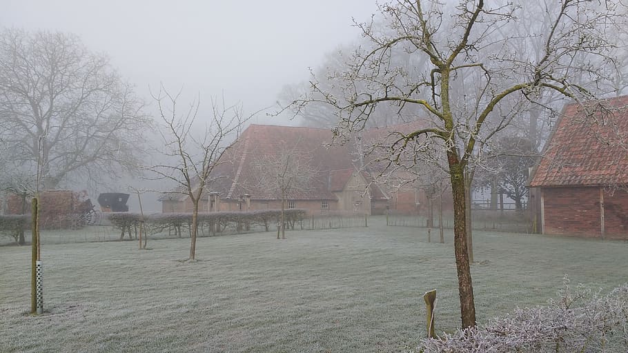 invierno, rocío, paisaje, paisaje holandés, mañana, campo, arquitectura, árbol, exterior del edificio, estructura construida
