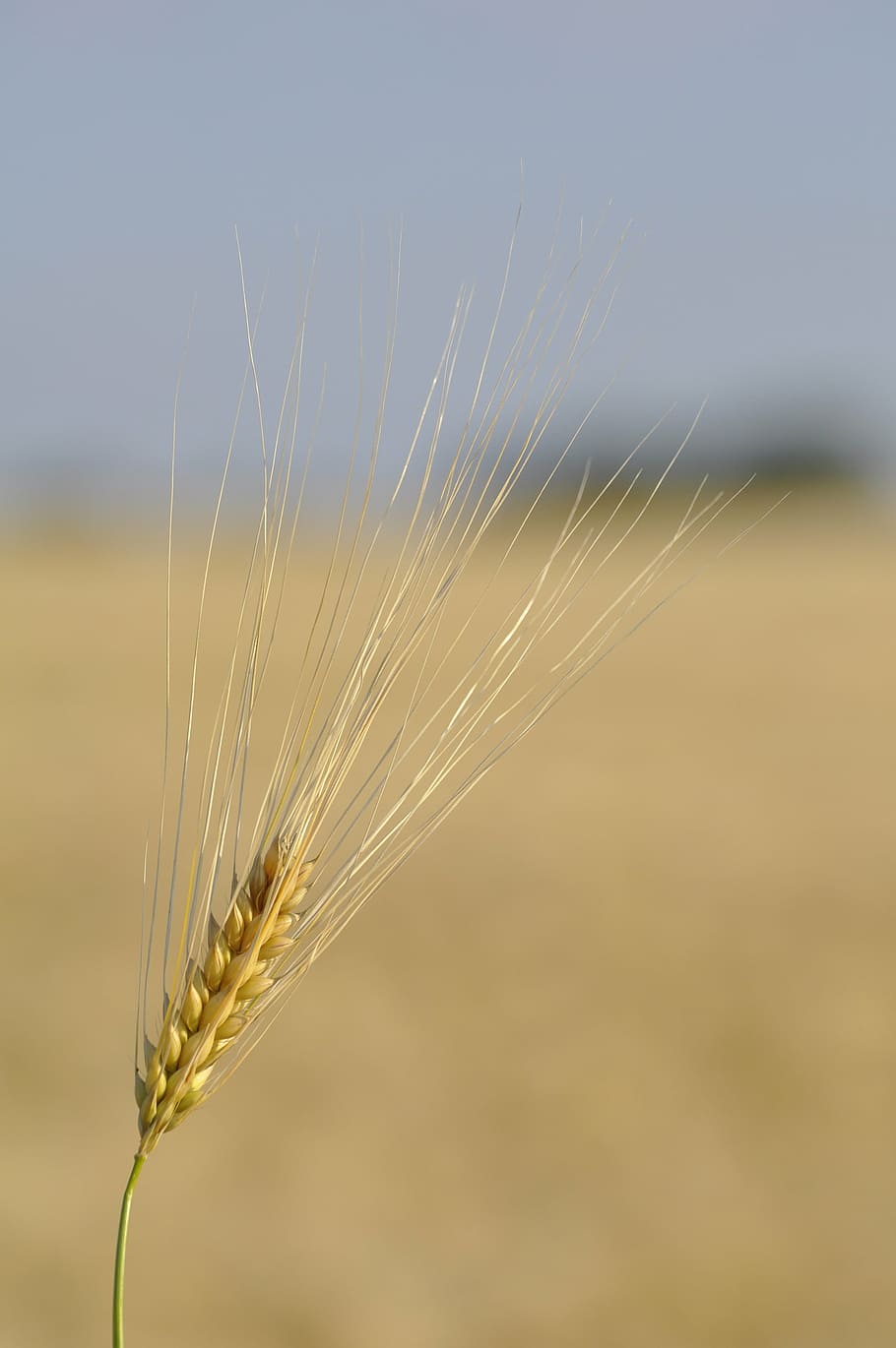 grano, trigo, campo, cereales, espiga, naturaleza, alimentos, agricultura, cerrar, granos