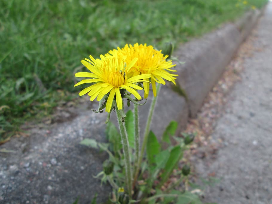 dandelion, asphalt, flower, yellow, weeds, plant, flowers, spring, summer, dandelions