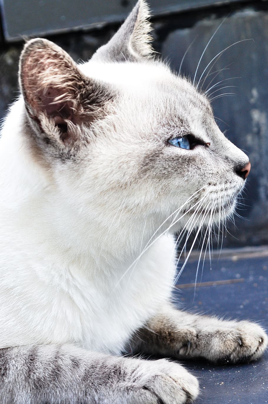cat, white, blue eye, kitten, pet, animal, fur, cute, head, whiskers