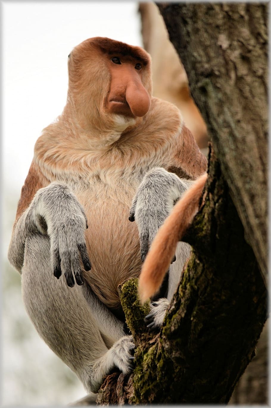 proboscis monkey, monkey, rare, wild, exotic, forest, jungle, species, wildlife, rainforest