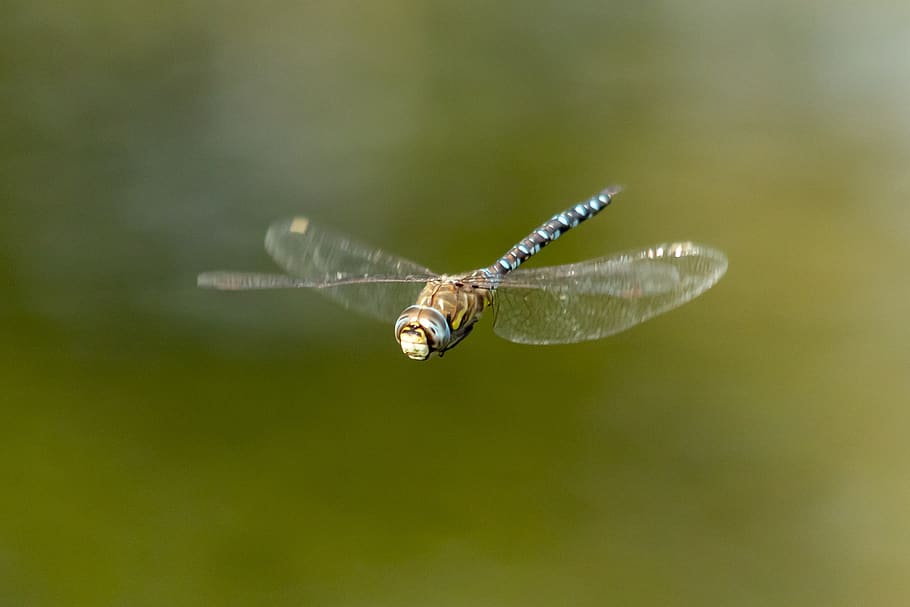 dragonfly, insect, macro, beetle, wing, wings, blue, eye, dragonflies, animal