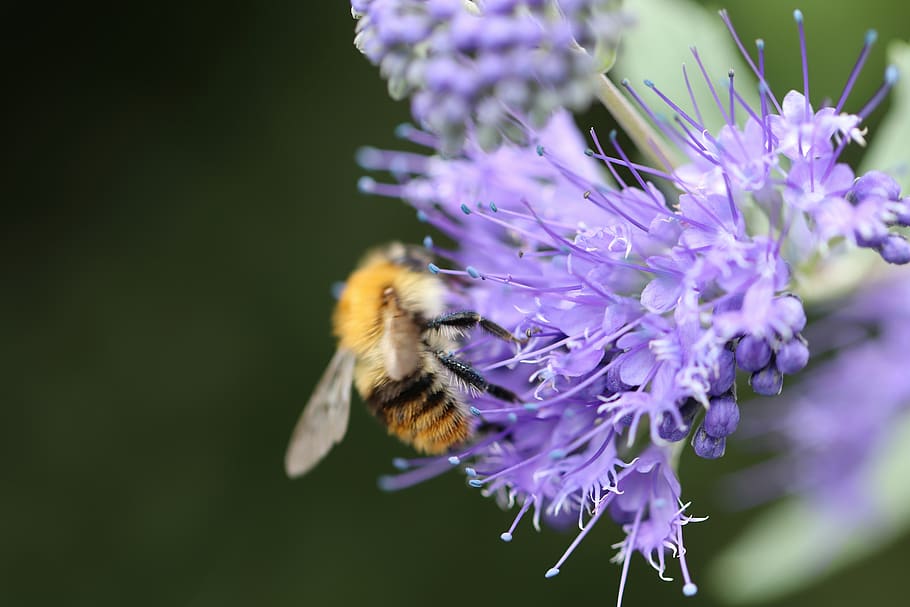 amigo de las abejas, abejas, flores con mechones, bueschelschoen, phacelia, violeta, púrpura, raublattgewächs, inflorescencias, verano