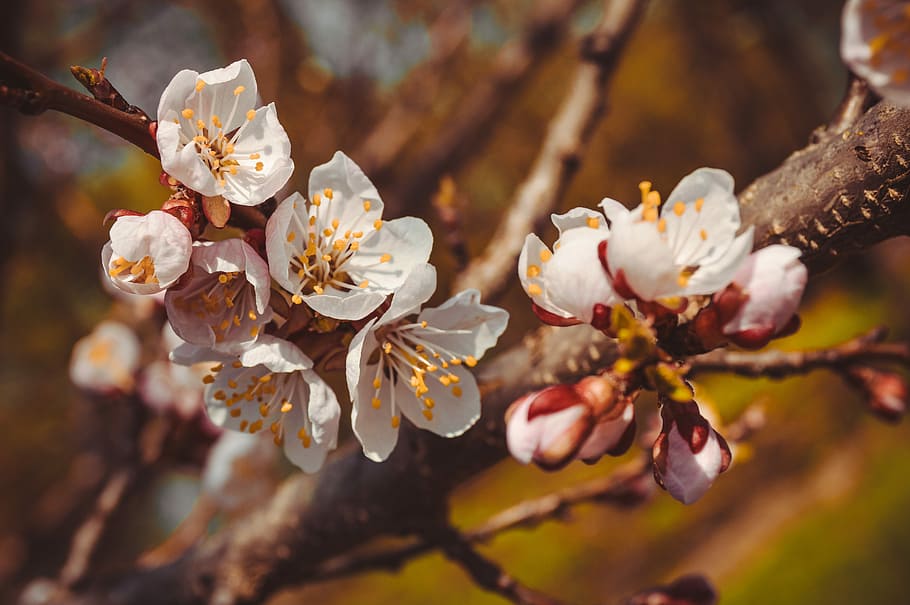 flor, árvore, primavera, ramo de florescência, árvore de florescência, cereja, maçã, damasco, rosa, fresco