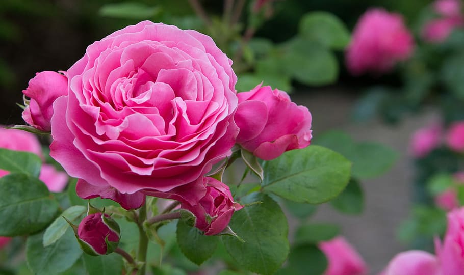 pink flower, rose, flowers, rosebush, ornamental shrub, english rose, pink, background image, garden, plant