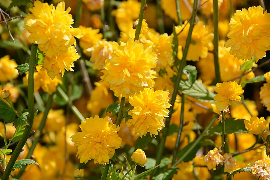 forsythia, flores, amarillo, arbustos, naturaleza, planta, flores amarillas, primavera, flora, floración