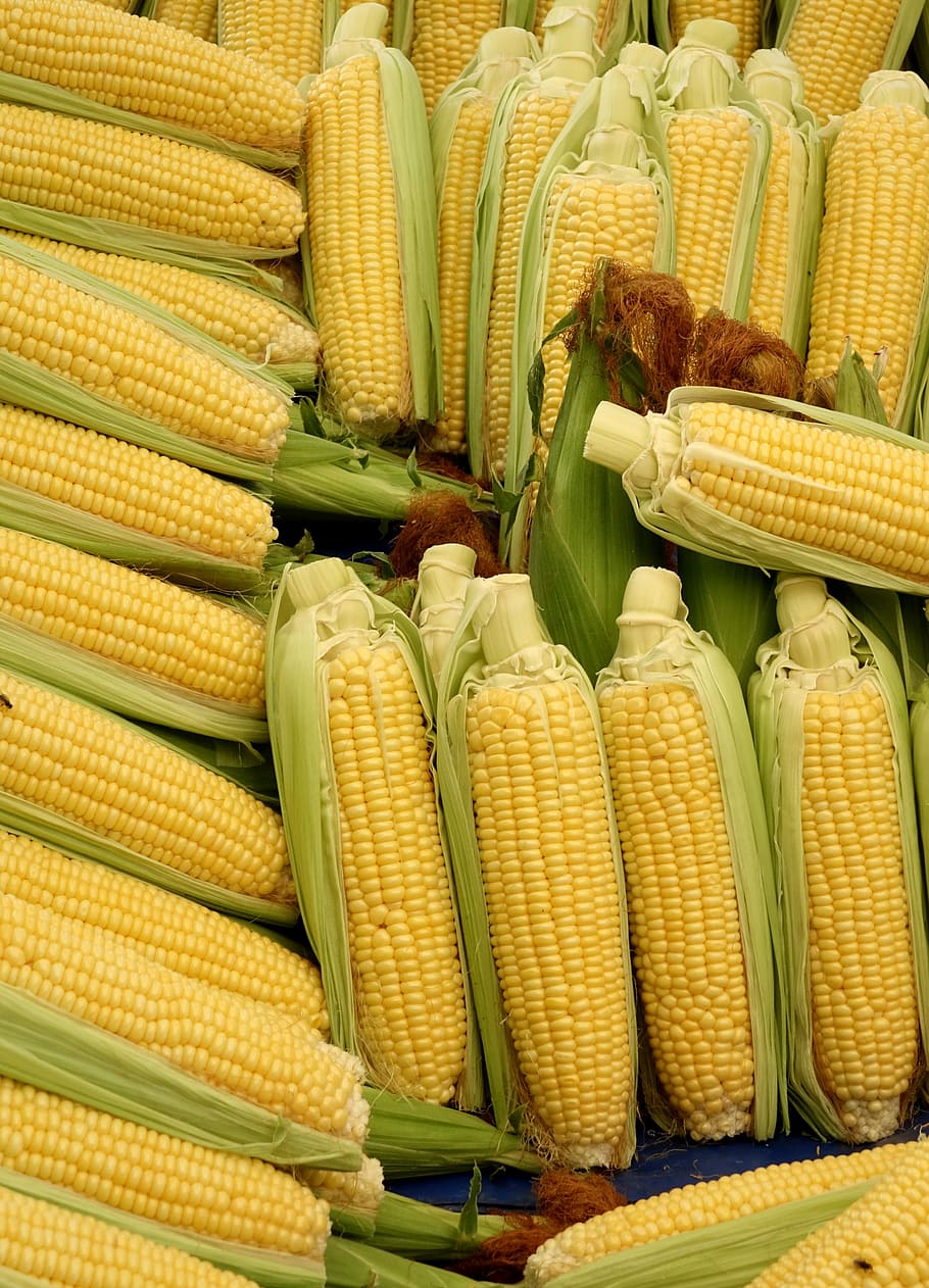 file, yellow, corn lot, corn, corn on the cob, vegetables, food, corn on the cob hair, vegetable mais, popcorn