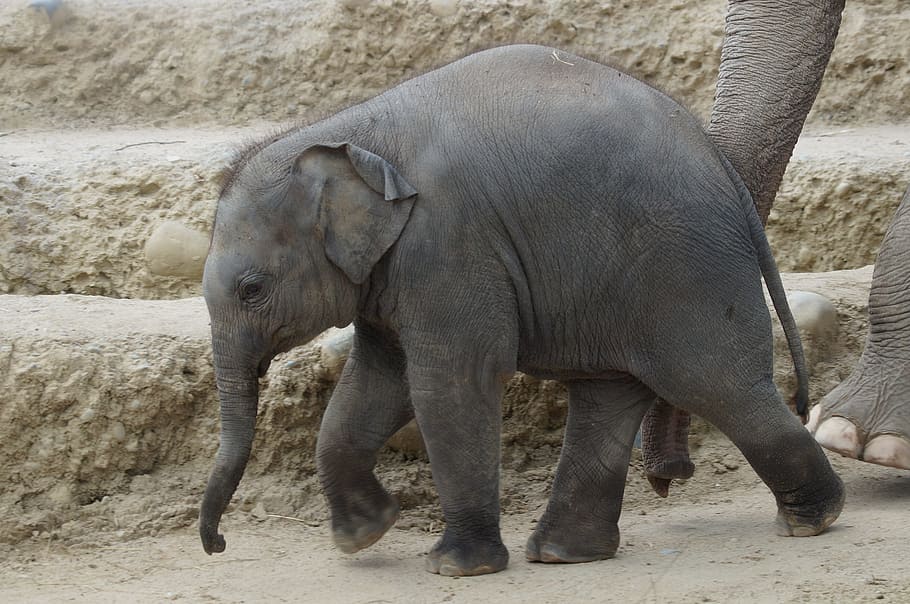 gray, elephants, walking, brown, stairs, young elephant, baby elephant, elephant's child, zoo, animal themes