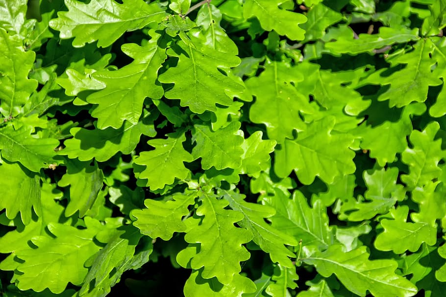 green leafed plant, oak leaves, oak, light green, leaves, branch, sunshine, bright, nature, plant