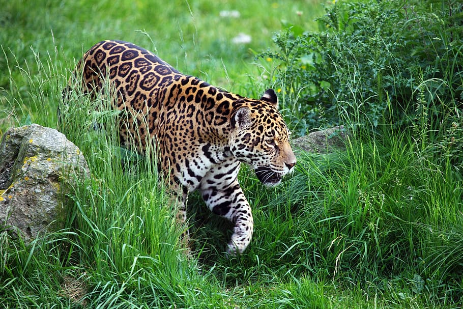 leopard, grass field, animal, carnivore, cat, dangerous, endangered, feline, grass, jaguar