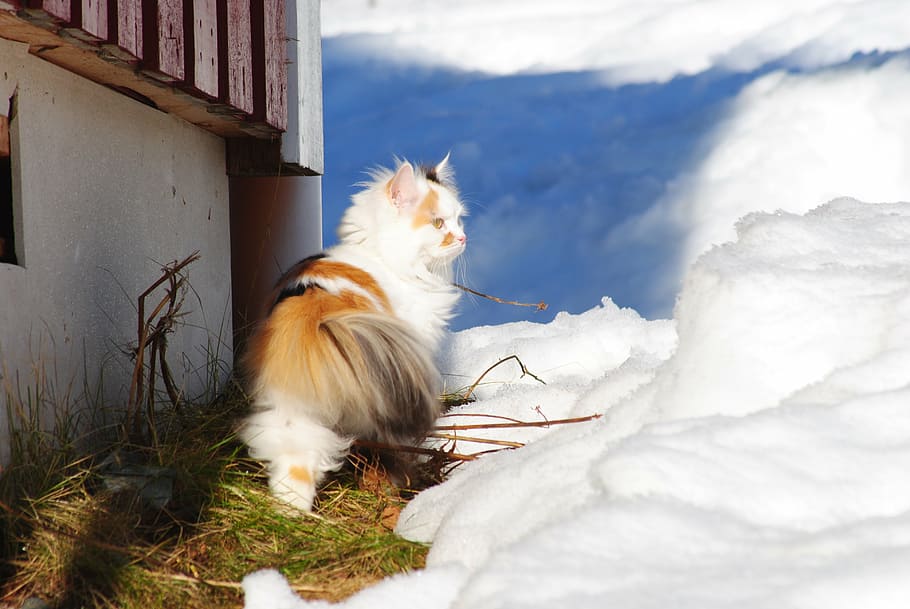 猫, 雪の中の猫, 白い猫, 羊の上, 冬の猫, 動物のテーマ, ペット, 家畜, 動物, 哺乳類