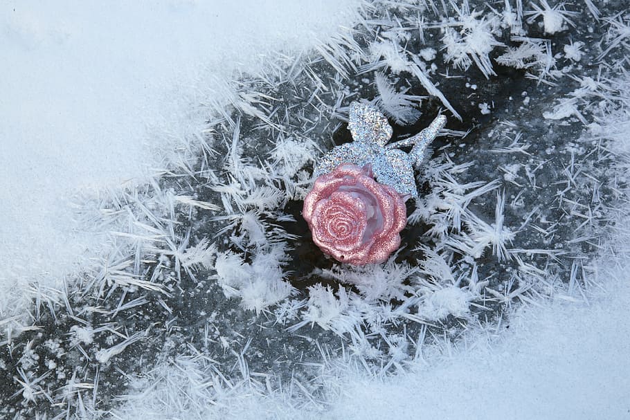 leann, winter, cold, frost, ice, white, crystal, rose, flower, bauble