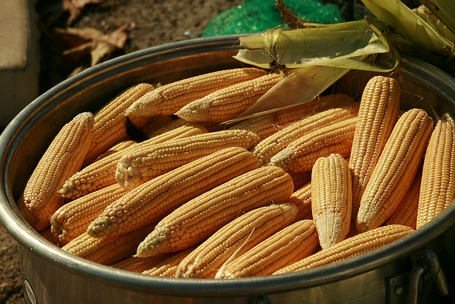 maize, nature, food, food and drink, container, healthy eating, freshness, still life, large group of objects, wellbeing