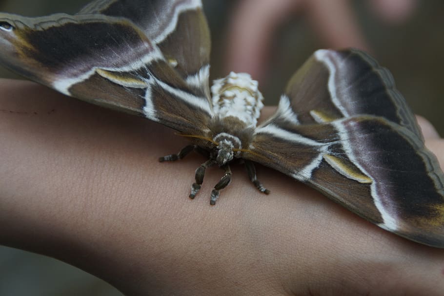 borboleta, Attacus Atlas, borboleta gigante, mariposa do atlas, maior borboleta, mariposa, exótico, inseto, registro, recorde mundial