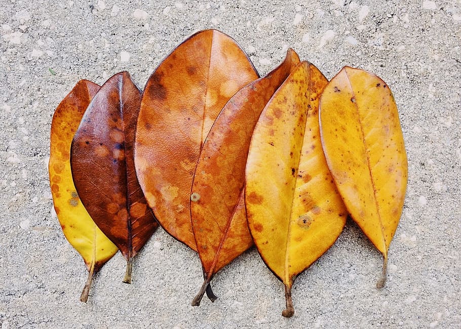 hojas, magnolia, hoja, árbol, temporada, parte de la planta, otoño, ninguna  gente, amarillo, directamente arriba | Pxfuel