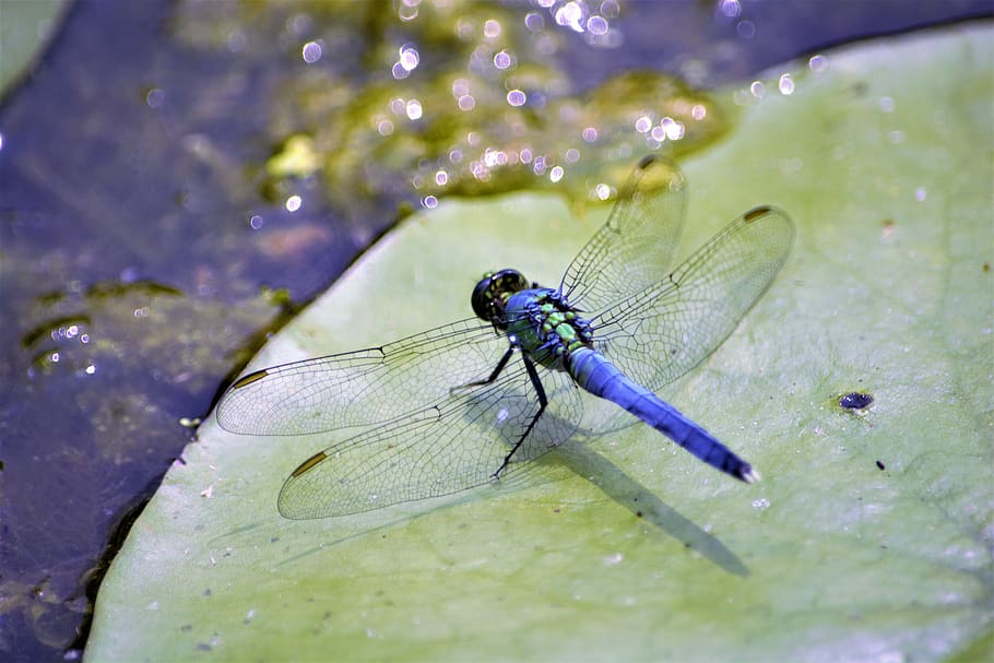 dragonfly, large, blue, closeup, lily pad, insect, flying insect, colorful, summer, wing