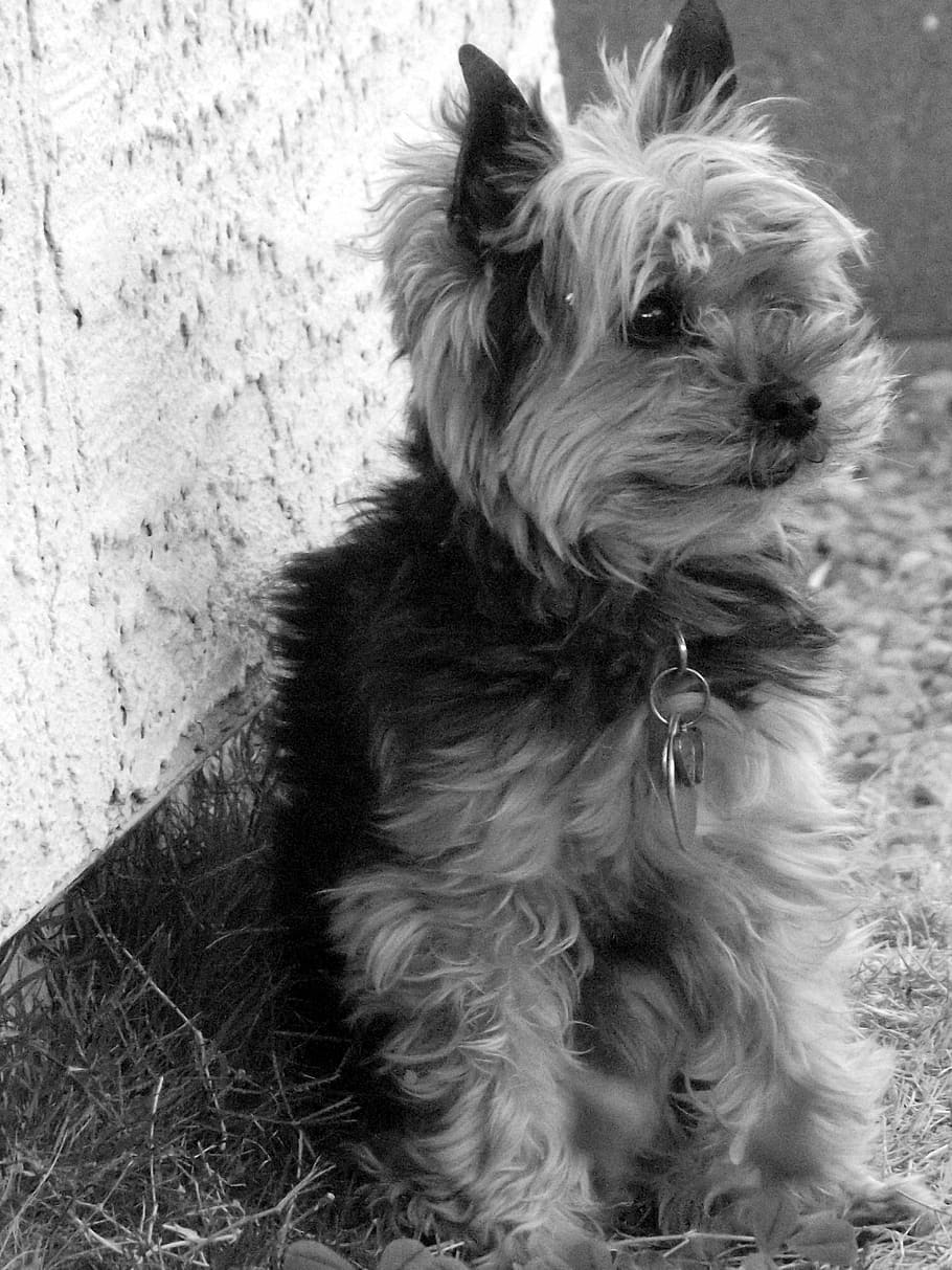 yorkie, terrier, dog, pet, canine, portrait, ears, pointed, black, white