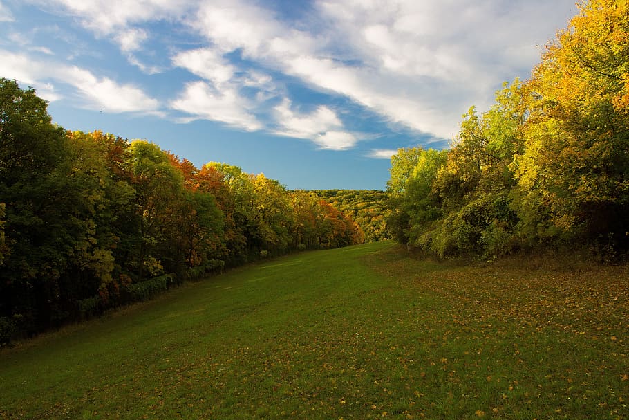 green, lawn, trees, autumn, deciduous trees, deciduous forest, fall color, forest, meadow, nature