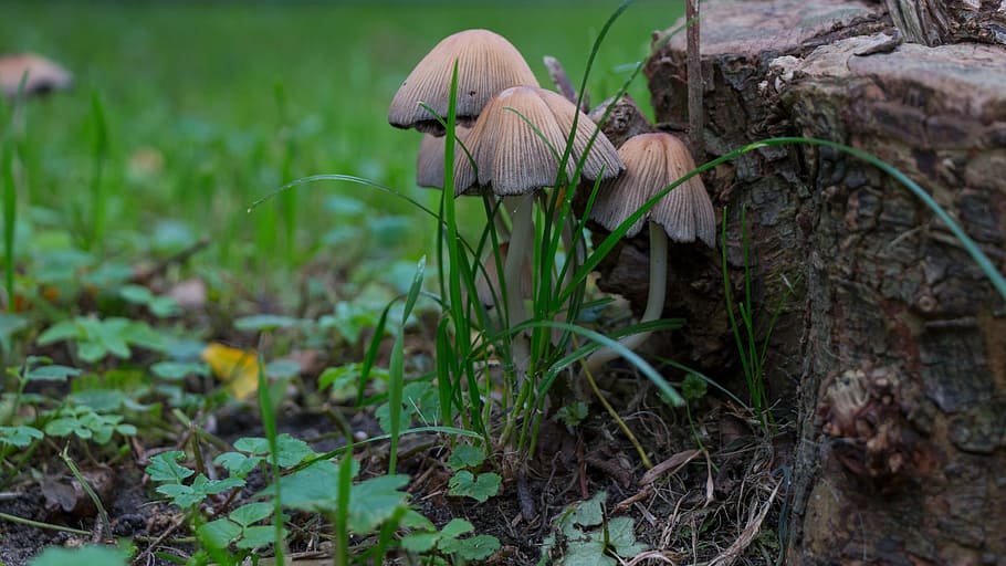 Закрытые грибы. Pick Mushrooms. Autumn Forest picking Mushrooms describe.