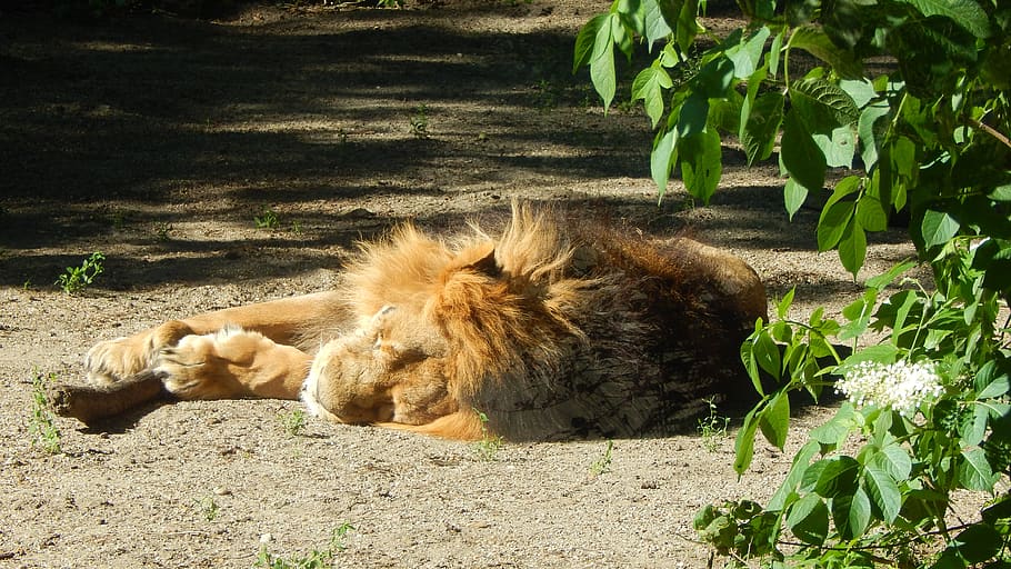 lion, sleep, relax, állatportré, lazy, mammal, fur coat, mane, loose, rest period