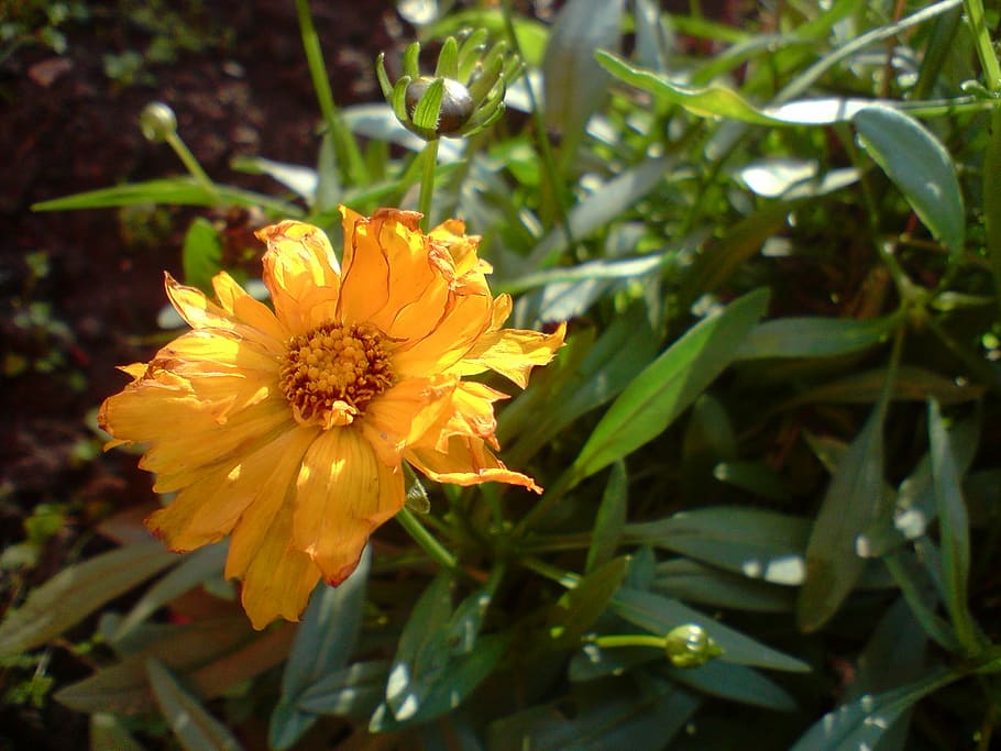 Цветок, Желтый, Лето, цветы, маленькие цветочки, маргаритка, надежда, сад, растение, лепесток
