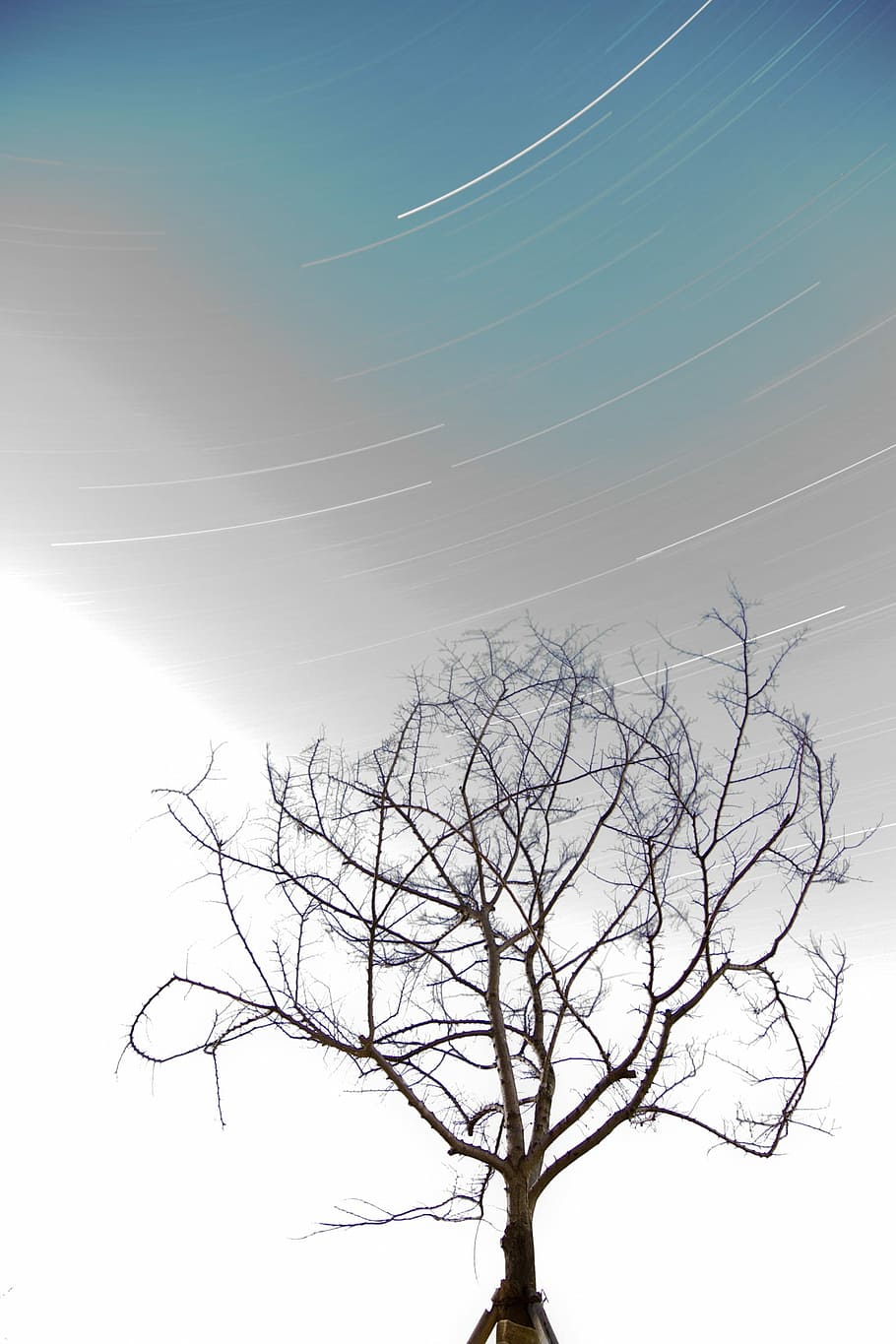 Trajectory, Failure, the trajectory of the, star, bare tree, branch, tree, nature, sky, plant