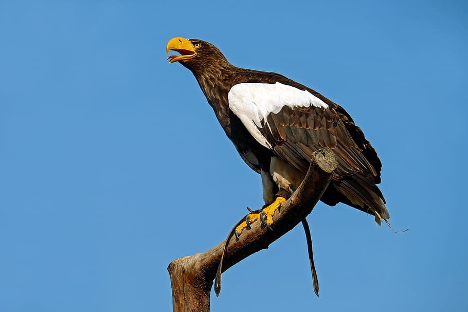 black, white, eagle, landed, tree branch, blue, sunny, sky, daytime, giant eagle