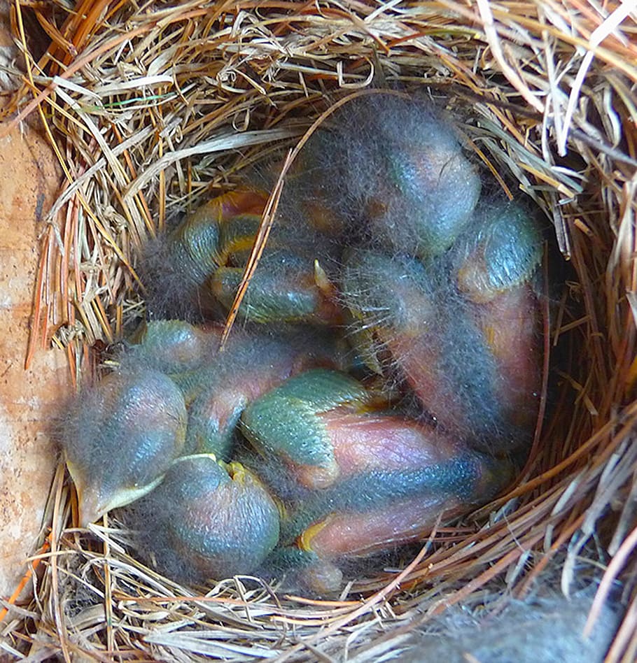 bluebirds, babies, blue, nest, rainbow, feathers, endangered, cute, fuzzy, bird