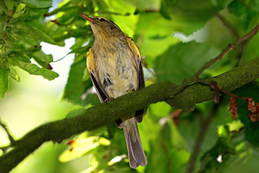 song bird, animal, bird, wildlife, beak, feather, plumage, perched, branch, tree