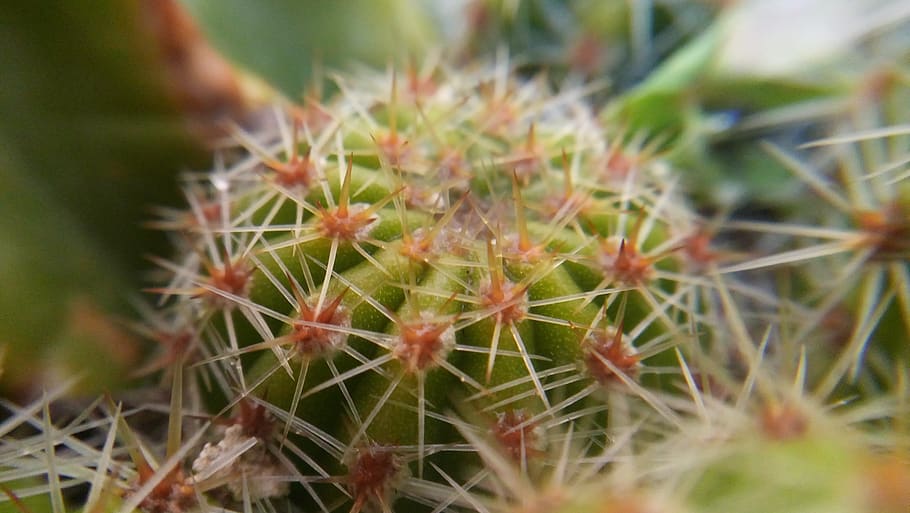 cactus, green, thorns, dry, desert, macro, thorny, nature, dry thistle, thistle