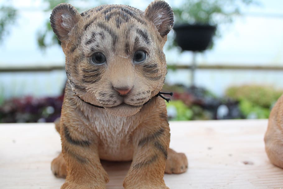 赤ちゃんトラ トラ 赤ちゃん かわいい 猫 ギフト ペット 動物の頭 Pxfuel