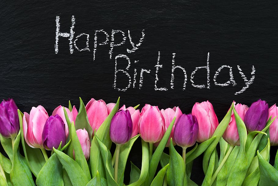 rosa, púrpura, tulipanes, feliz, ilustración de cumpleaños, flores, primavera, cumpleaños, tarjeta de felicitación, saludo