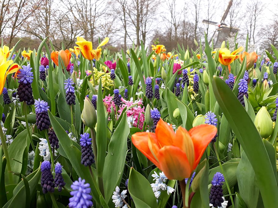 flor, tulipa, natureza, jardim, planta, folha, cor, pétala, flores, brilhante