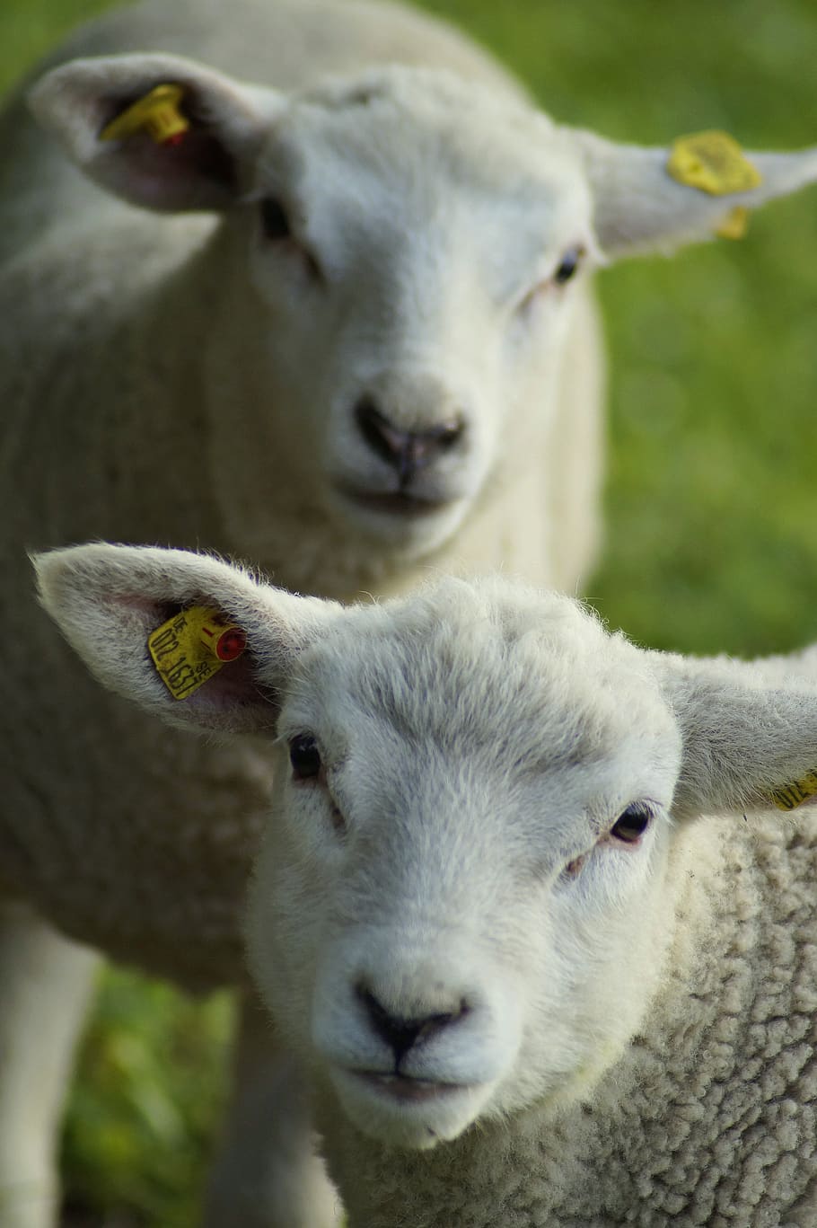 domba, dua kali lipat, Steiff, kembar, dua, manis, imut, hewan muda, lucu, selfie