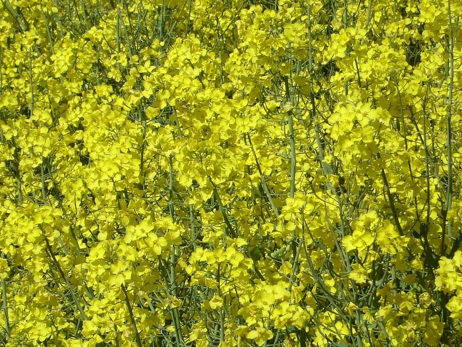 field of rapeseeds, blossom, bloom, plant, yellow, oilseed Rape, nature, flower, agriculture, canola